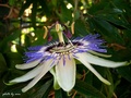 ...passiflora.…