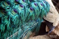 paunovo perje