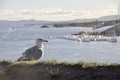 galeb sa sjeve…