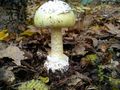 Amanita phallo&hellip;