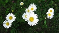 daisies