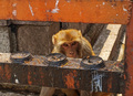 Monkey See Mon…