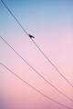 Bird on Wire