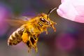 Busy Bee 2
