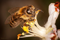 Pčelica