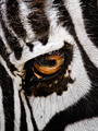 Zebra eye