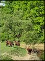 Zelena rapsodi…