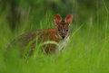 wallaby