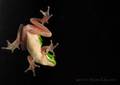 tree frog