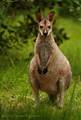 wallaby