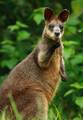 wallaby