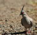 Crested Pigeon…