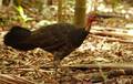 brush turkey (…