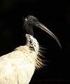 bijeli ibis