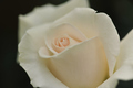 Rosa blanca.