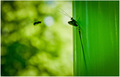 green attack