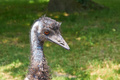 Emu