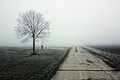 Tree on winter