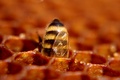 Pčelica  Maja