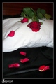 Bed Of Roses...