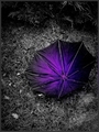 Purple Rain...