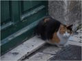 nije svaki pra…