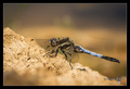 Orthetrum canc…