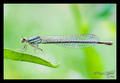 Damselfly