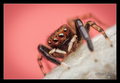 Euophrys front…