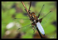 Libellula depr…