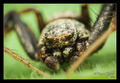 Crab spider