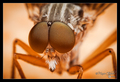 Compound eyes …