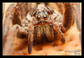 Wolf spider