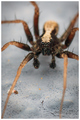 Male Pardosa s…