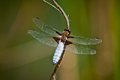 dragonfly-3