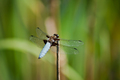 dragonfly-6