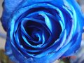 blue rose