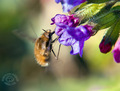 Bombylius major