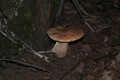 Boletus aestiv…