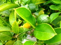 Lemon tree