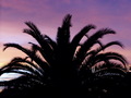 Palm Sunset IV