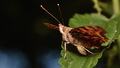 profil leptira