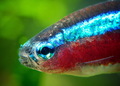 neon tetra