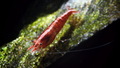 neocaridina RC