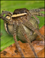 Dolomedes sp.