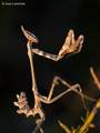 Empusa fasciata