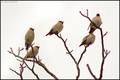 Kugara (Bombyc…
