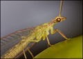 Lacewing