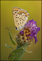 Lycaena tityrus