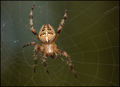 Araneus diadem…